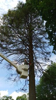 Image for Charlie & FM Tree Service & Landscaping with ID of: 6653505