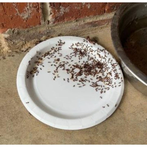Image for Critter Stop with ID of: 6656203