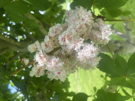 Image for Eastern Ontario Arborists Inc. with ID of: 6657195