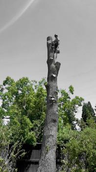 Image for Golden Roots Tree Care with ID of: 6660827