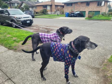 Image for Phinney Veterinary with ID of: 6662315