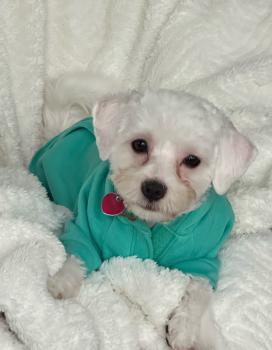 Image for Phinney Veterinary with ID of: 6662317