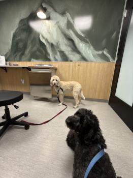 Image for Phinney Veterinary with ID of: 6662320