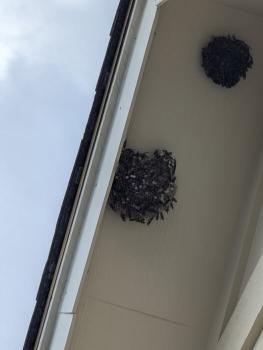 Image for ACH Pest, Inc. Waco with ID of: 6662641