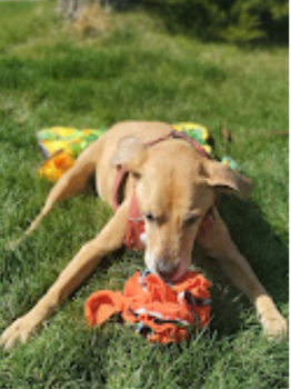 Image for From Ruff To Love with ID of: 6668981