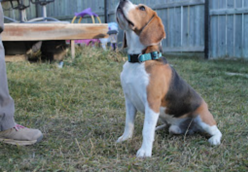 Image for From Ruff To Love with ID of: 6668982