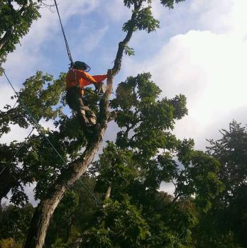 Image for Treemendous Tree Care LLC with ID of: 6674081
