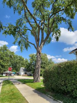 Image for Treemendous Tree Care LLC with ID of: 6674085