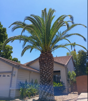 Image for Affordable Arborist with ID of: 6674220