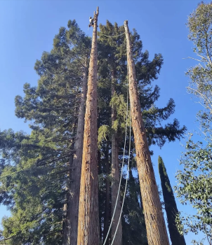 Image for Affordable Arborist with ID of: 6674222