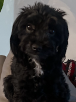 Image for Caissie Canine Instruction with ID of: 6674828