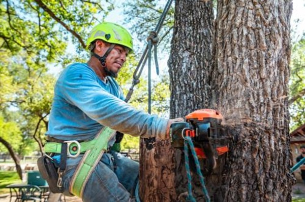 Image for Tree Scouts Tree Service Austin with ID of: 6681445