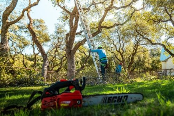 Image for Tree Scouts Tree Service Austin with ID of: 6681447