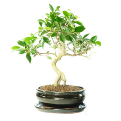 Image for Bonsai Direct with ID of: 6682814