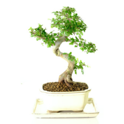 Image for Bonsai Direct with ID of: 6682860