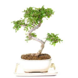 Image for Bonsai Direct with ID of: 6682863