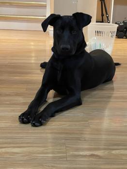 Image for APEX Canine Training Academy - Brantford with ID of: 6683366