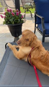 Image for APEX Canine Training Academy - Brantford with ID of: 6683370