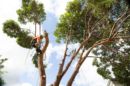 Image for Trav's Tree Services with ID of: 6683416