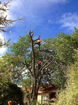 Image for Trav's Tree Services with ID of: 6683418