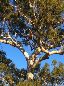 Image for Trav's Tree Services with ID of: 6683419