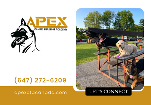 Image for APEX Canine Training Academy - Mississauga with ID of: 6684361