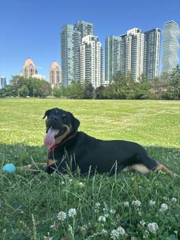 Image for APEX Canine Training Academy - Mississauga with ID of: 6684362