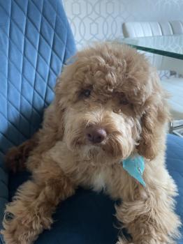 Image for APEX Canine Training Academy - Mississauga with ID of: 6684364
