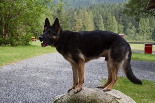 Image for Obedience Unleashed Dog Training - Kamloops with ID of: 6684551
