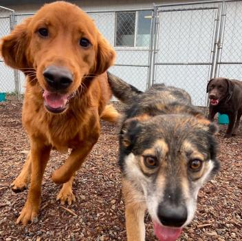 Image for Obedience Unleashed Dog Training - Kamloops with ID of: 6684552