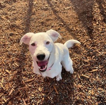 Image for Obedience Unleashed Dog Training - Kamloops with ID of: 6684553