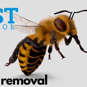 Image for V Pest Control with ID of: 6684582