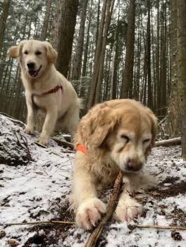 Image for Doug's Dogs with ID of: 6685255