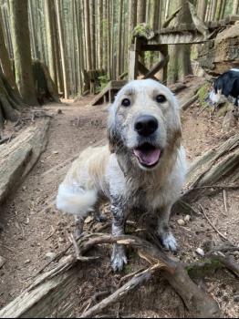 Image for Doug's Dogs with ID of: 6685258