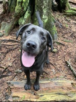 Image for Doug's Dogs with ID of: 6685260