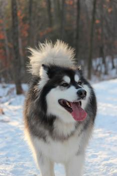 Image for Emerald K9 with ID of: 6690094