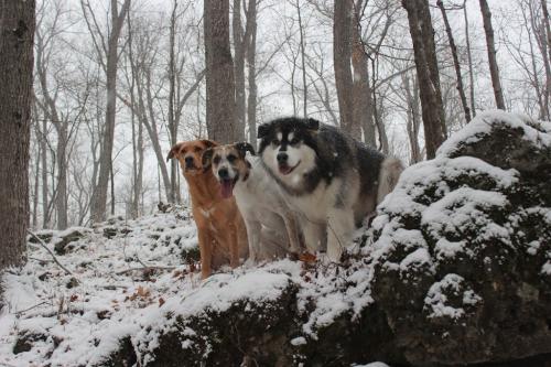 Image for Emerald K9 with ID of: 6690095