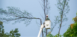 Image for Genta Tree & Landscaping with ID of: 6691629