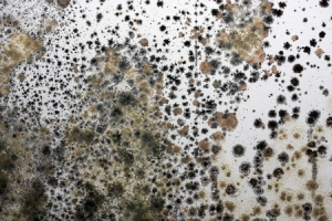 Image for Mold Solutions NW with ID of: 6691670