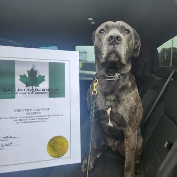 Image for Ballistick9Canada with ID of: 6692621