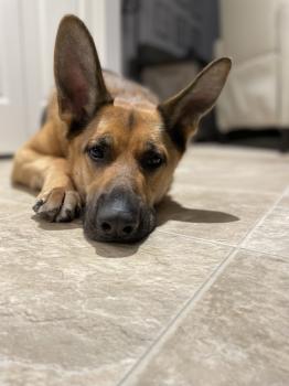 Image for Ballistick9Canada with ID of: 6692622