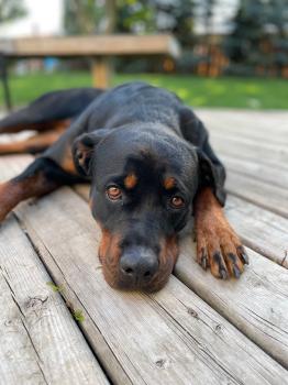 Image for Ballistick9Canada with ID of: 6692623