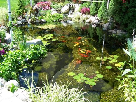 Image for Pondering Waters with ID of: 6695111