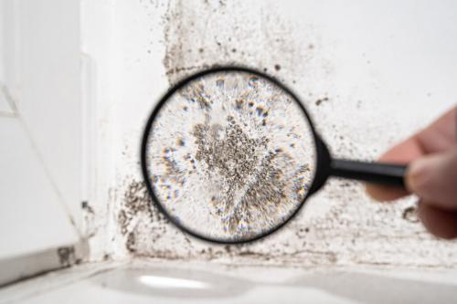 Image for Discount Mold Removal Inspection and Testing with ID of: 6696260