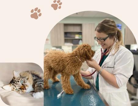 Image for Embrace Vet Care with ID of: 6697224