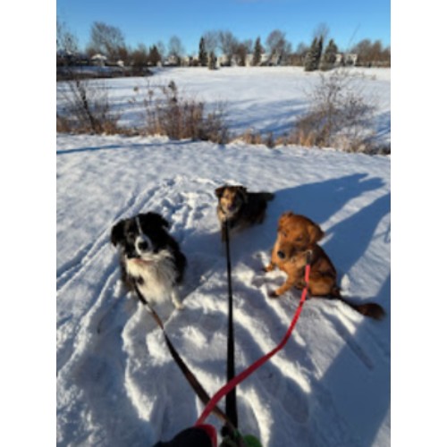 Image for Wild Paw Adventures with ID of: 6704486