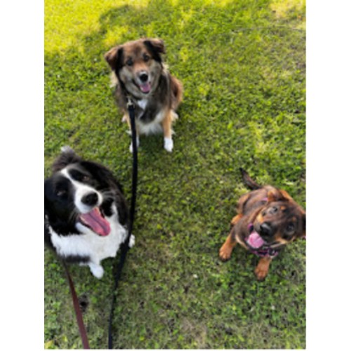 Image for Wild Paw Adventures with ID of: 6704487