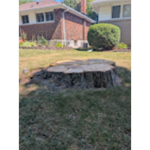 Image for The Tree Amigos Co with ID of: 6706660