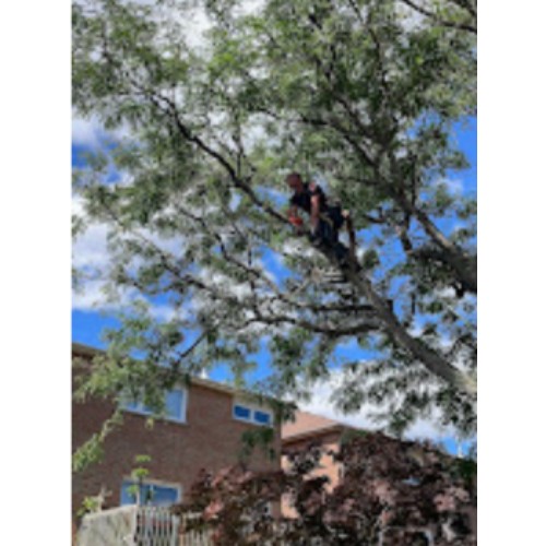 Image for The Tree Amigos Co with ID of: 6706662