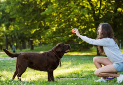Image for Joyful K9 Services Inc. with ID of: 6706704
